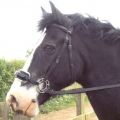 Bitless Horse Bridle - Orbitless Bitless Leather Attachment - Black / Brown Bitless Horse Bridle - Orbitless Bitless Leather Attachment - Black / Brown